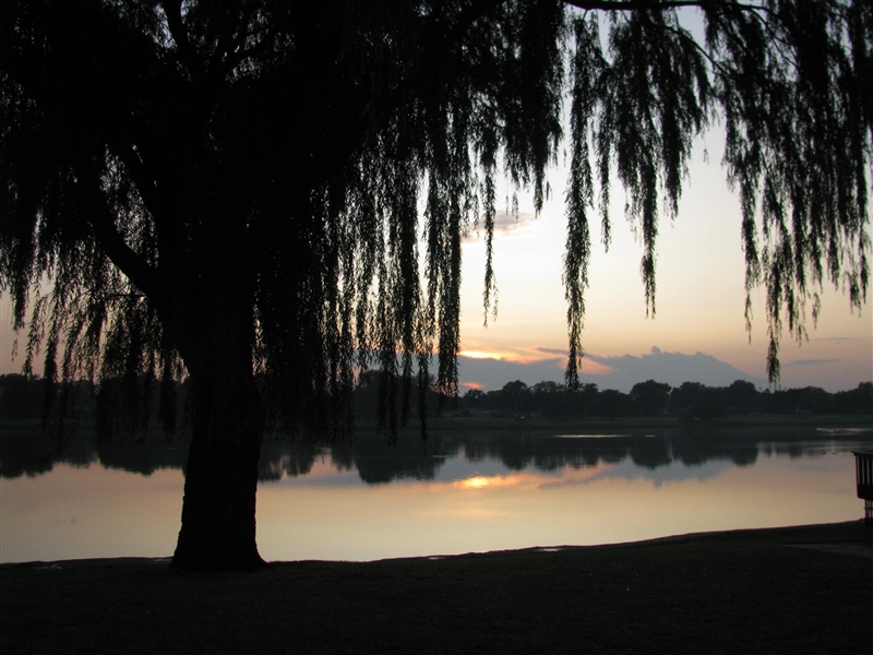 A Sacred Space - Willow Tree at Lake Opeka